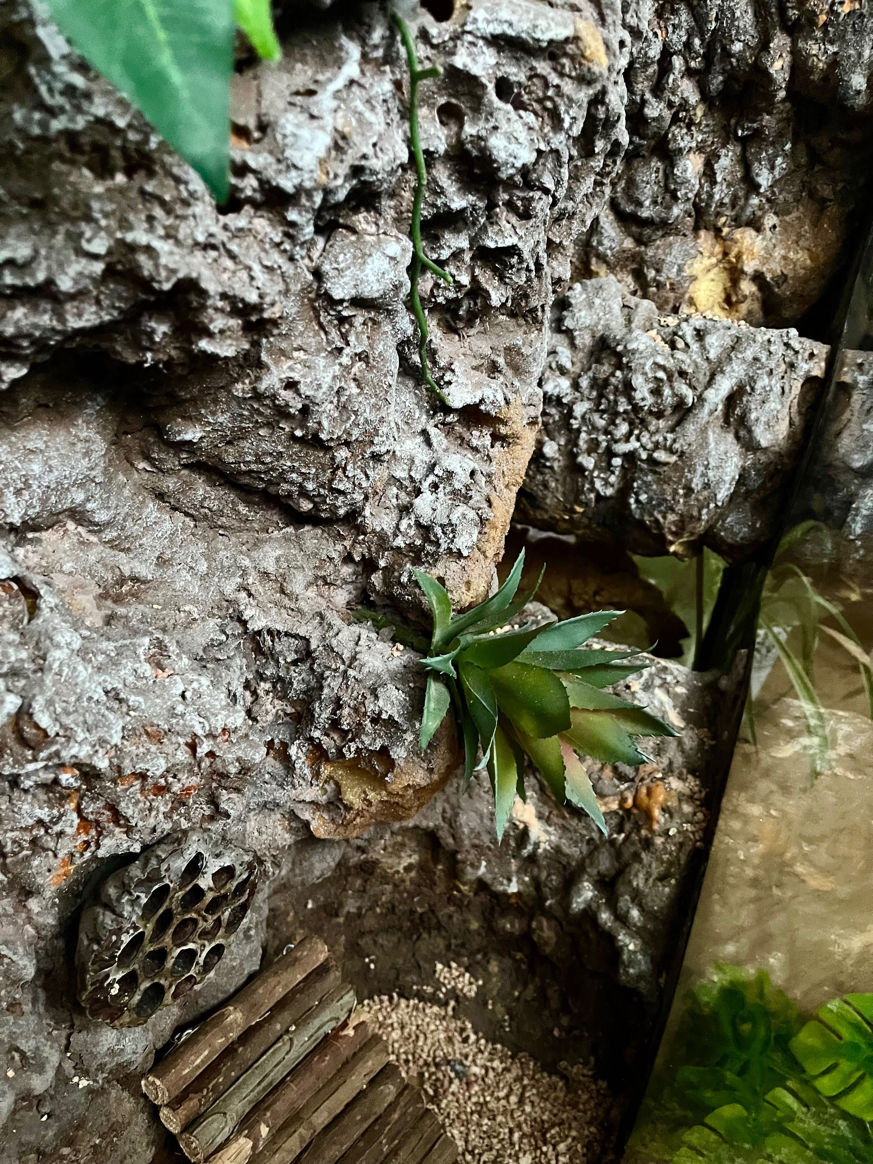 Terrarium wertykalne 90x70x34 ze ścianką i wystrojem w dobrym stanie