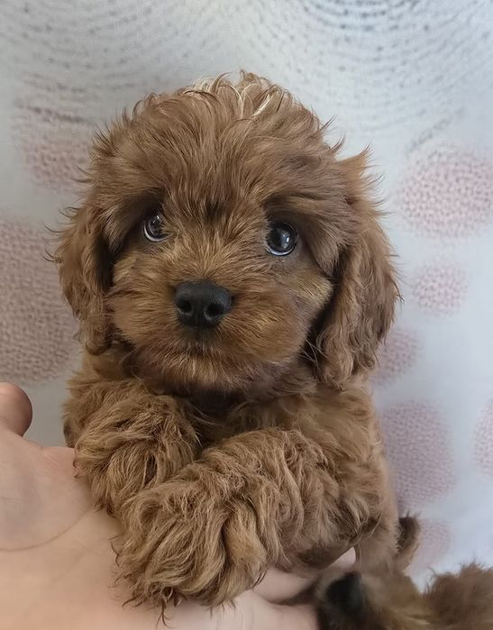 Cavapoo chłopiec  odbior  w listopadzie