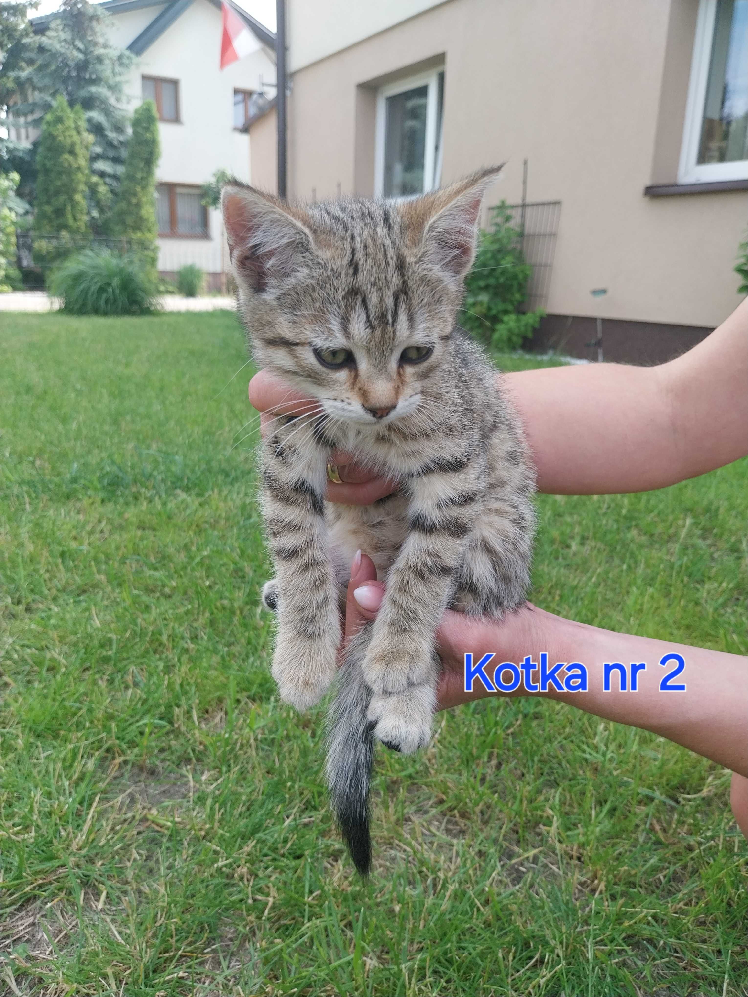 Kot kocieta koty