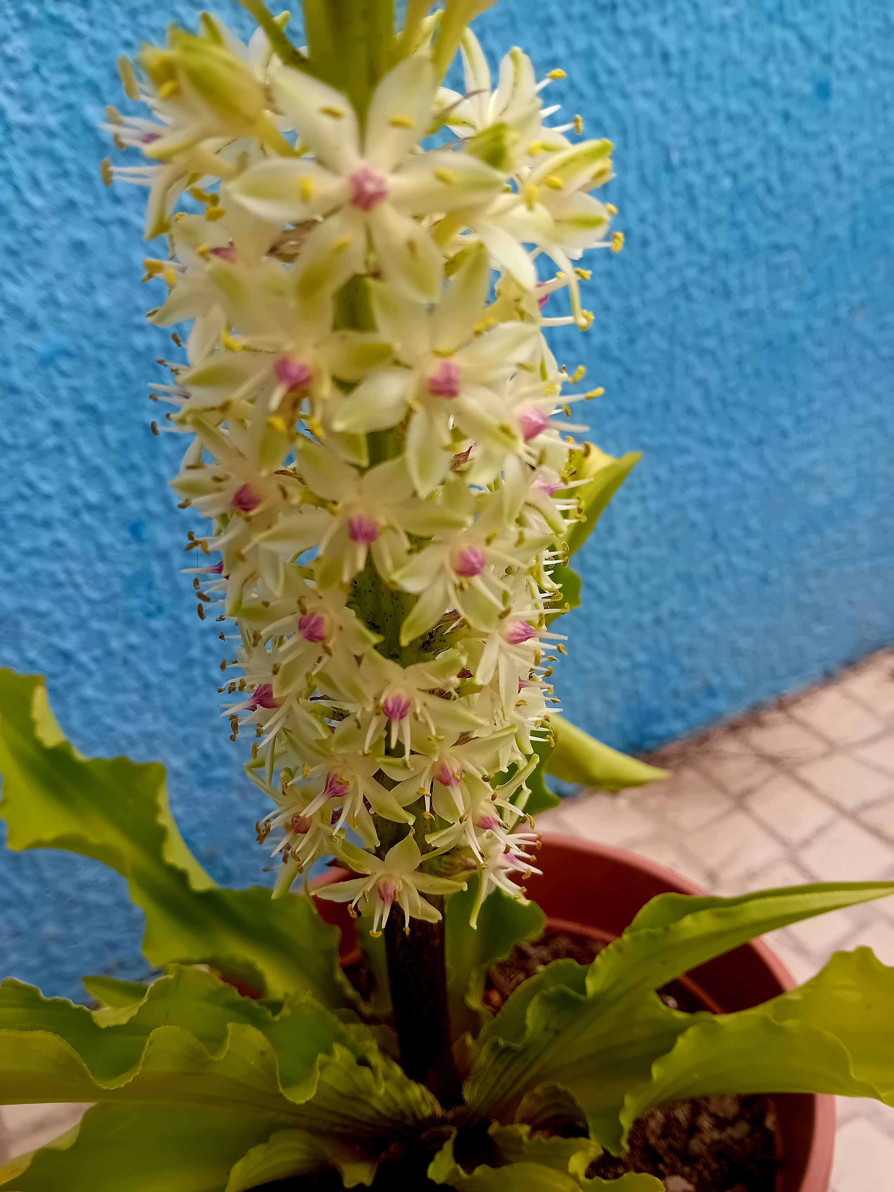 Planta Eucomis da flor ananás