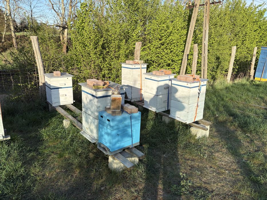 Rodziny pszczele, odkłady, przezimowane rodziny (wielkopolskie)-zapisy