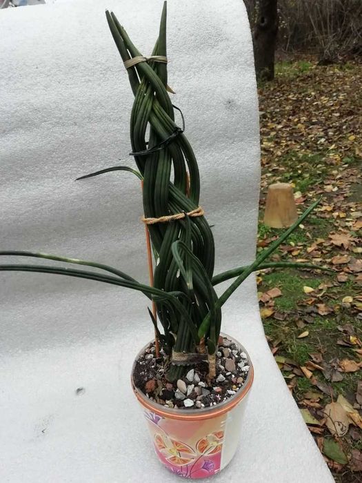 Сансевиерия Цилиндрика