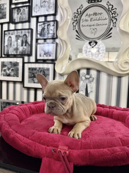 Bulldog Frances  femea fantastica