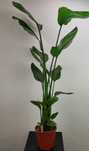Strelicja Strelitzia Nicolai 135-160 cm