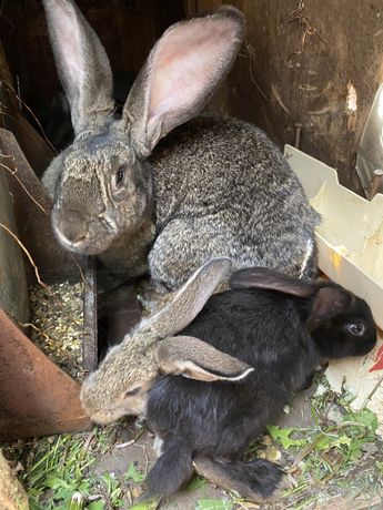 Кролики кроли разных пород