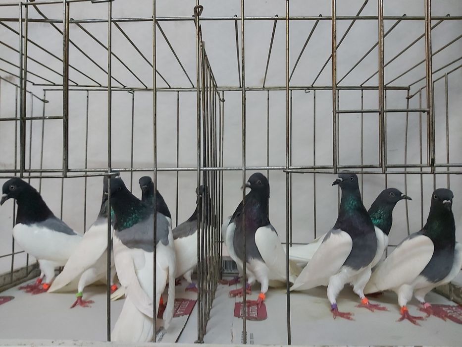 Gołębie Ciemne Murzyny