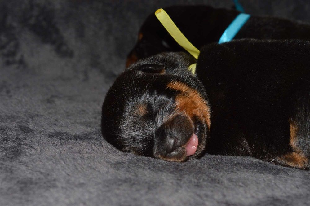 Rottweiler, szczeniak, samiec, rezerwacja ZKwP Poznań