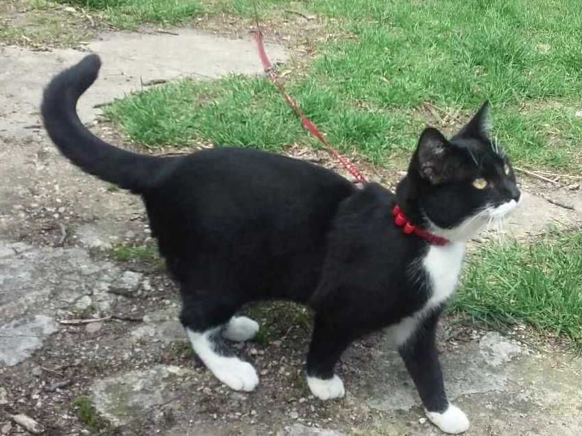 Emi - spokojna i kochająca bliskość oraz dotyk osierocona kotka