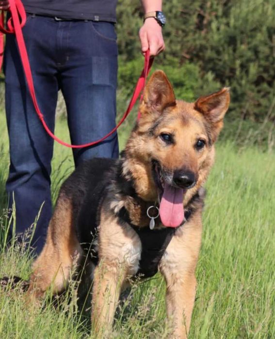 Szarik Owczarek Niemiecki szuka domu