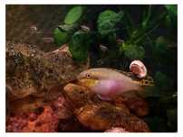 Kribensis "Pelvicachromis pulcher"