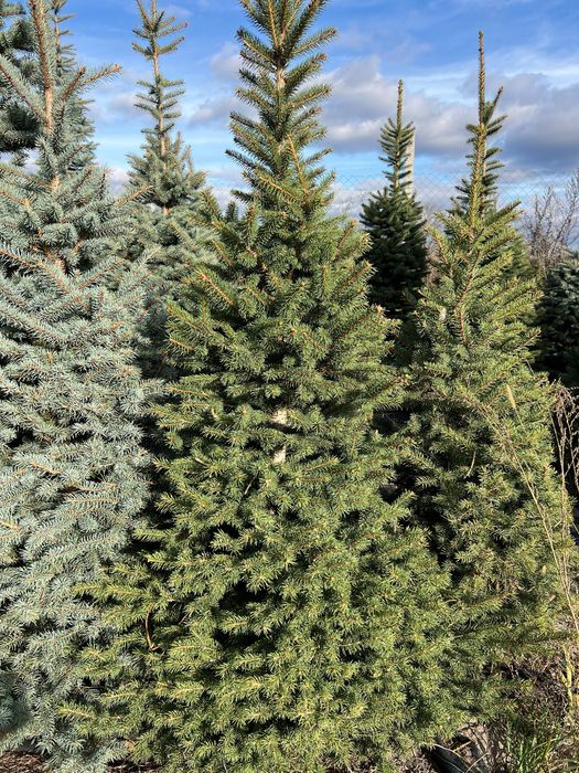 Ялина зелена Кейбаб (Kaibab) в грунті, жива ялинка, Ель зеленая