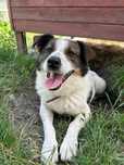 Firek pies do adopcji Kalisz Wroclaw Poznan Łodź