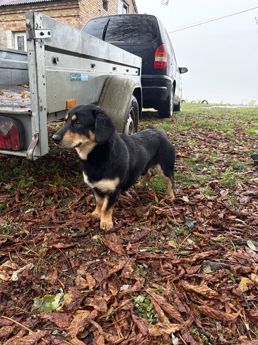 PILNY dom dla psiaka