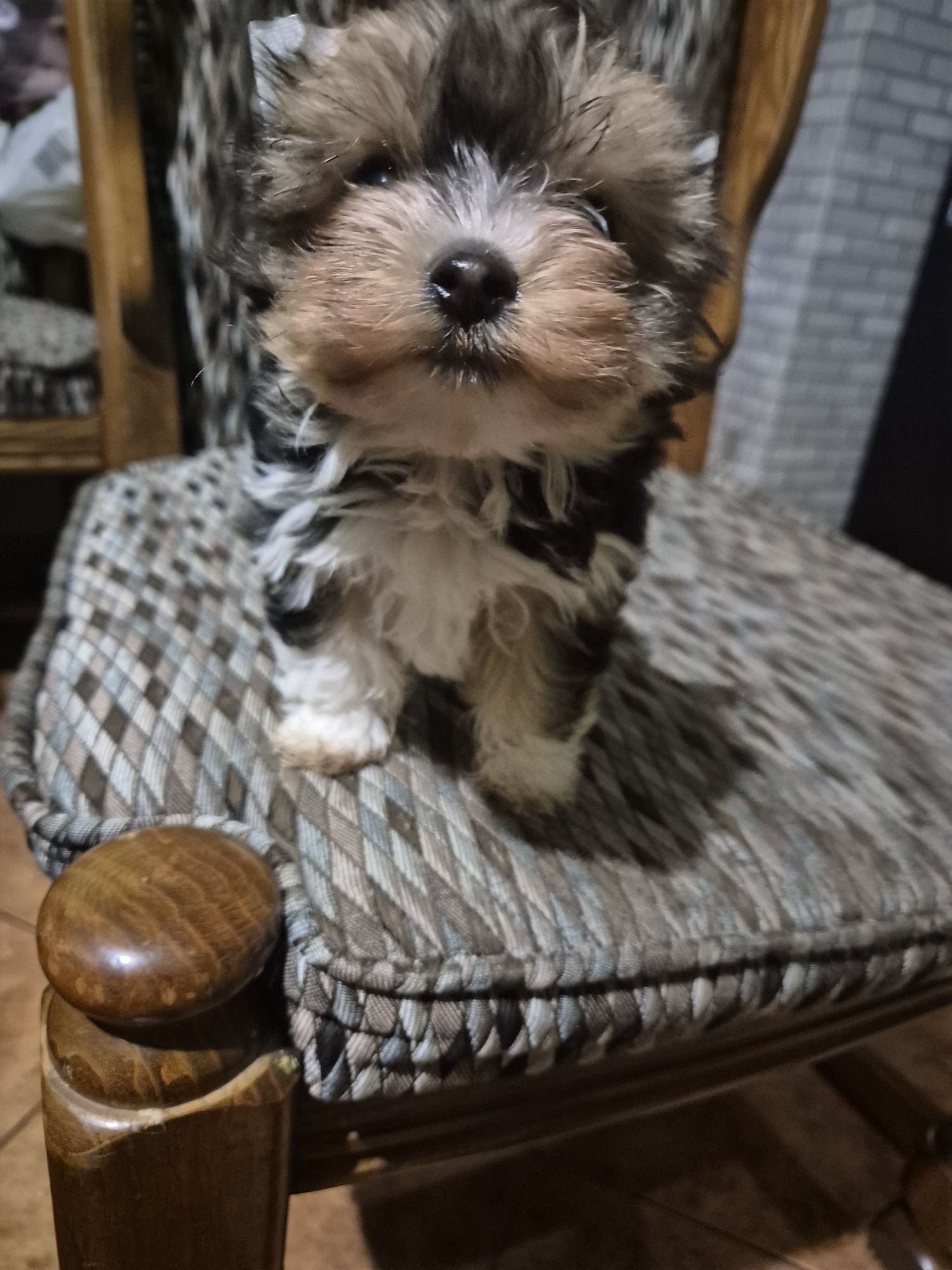 Yorkshire terrier biewer