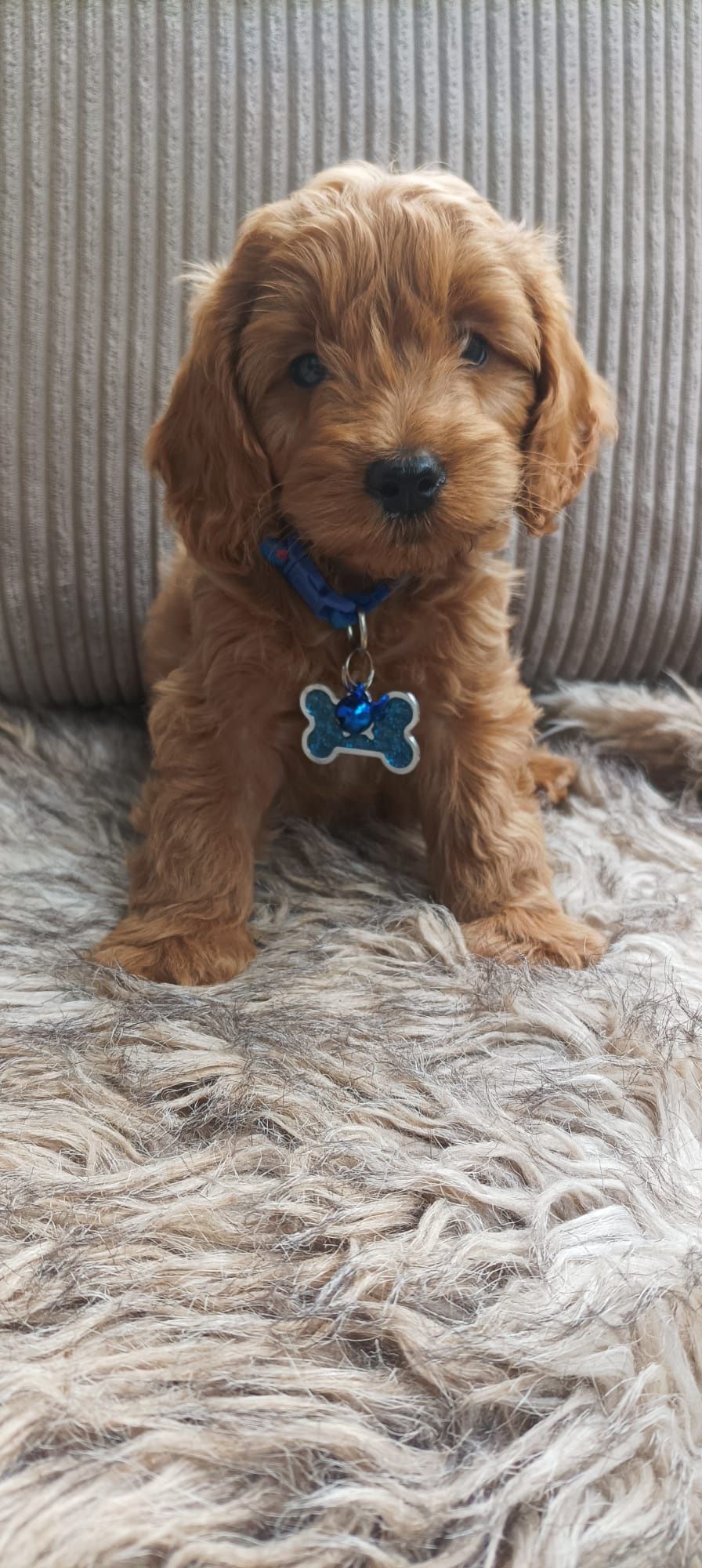 Cavapoo F1B Cavapoo&Pudel Miniaturowy