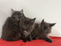 Maine Coon z rodowodem