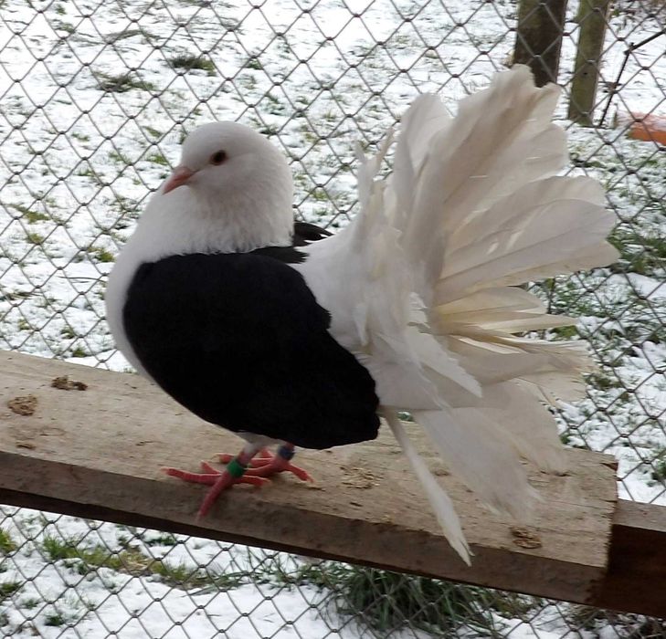 Pawik biały z czarnymi bokami, pawiki, gołębie sprzedam