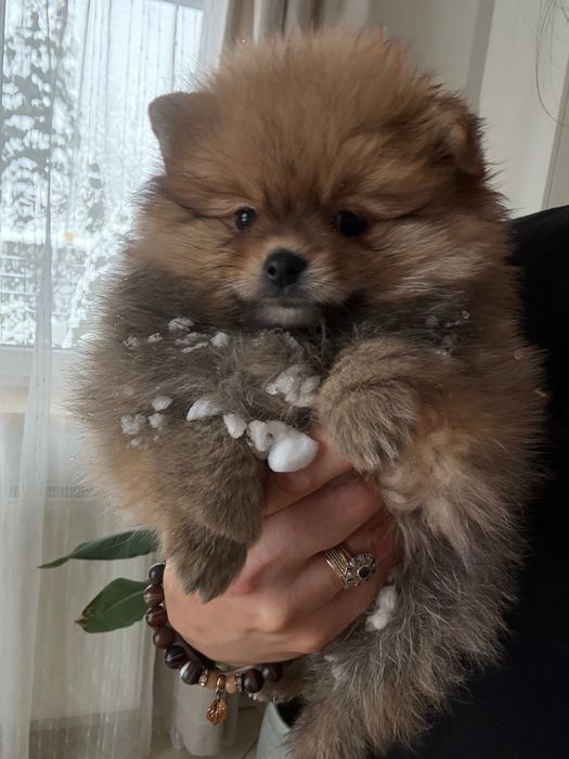 Suczka FCI Szpic Miniaturowy