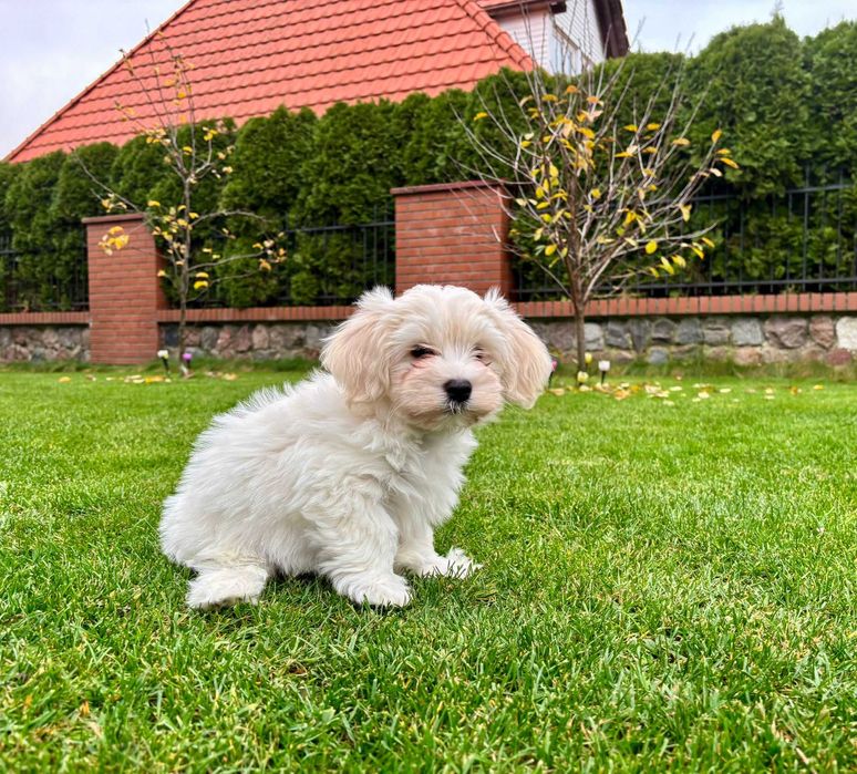 JOWISZ- Hawańczyk z rodowodem ZKwP radosny szczeniak z domowej hodowli