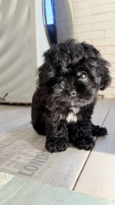 Мальтипу цуценятка