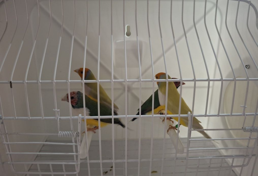 Diamantes de gould