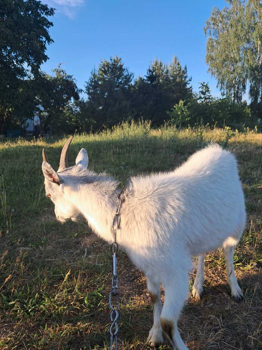 Коза, коза 1 рік