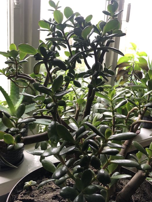 Продам гарний вазон.