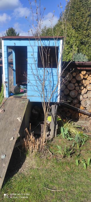 Domek dla dziecka, domek na drzewie