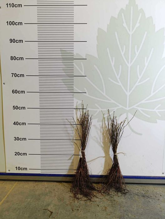 ANTYPKA - Podkładka dla drzew owocowych  JESIEŃ 2025 / WIOSNA 2026