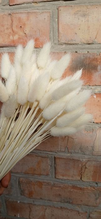 Лагурус  тільки ерупний