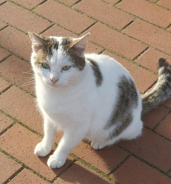 Mateo urokliwy kocurek zasługuje na dom