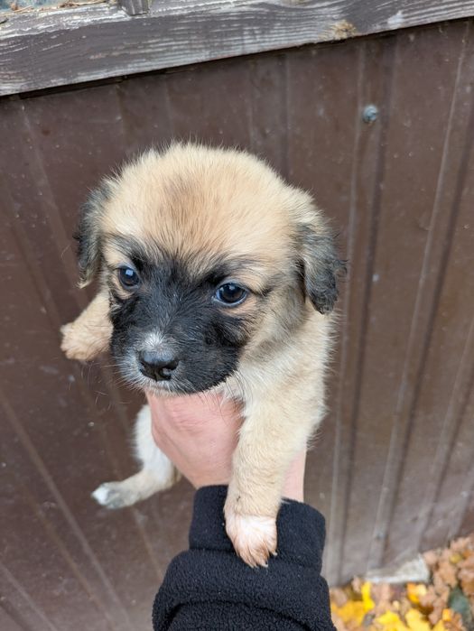 Pieski 3 suczki, szczeniaki, kundelki