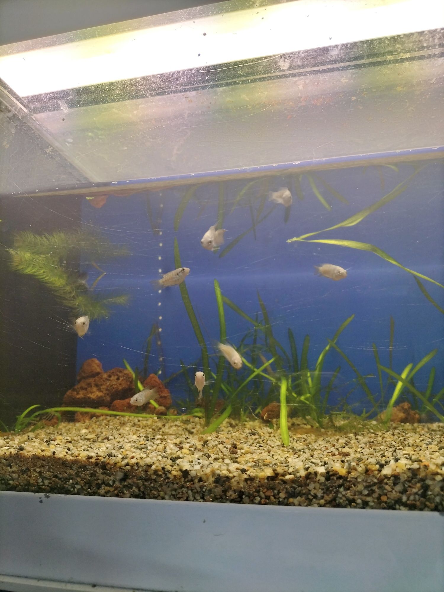 Peixe Paraiso Azul