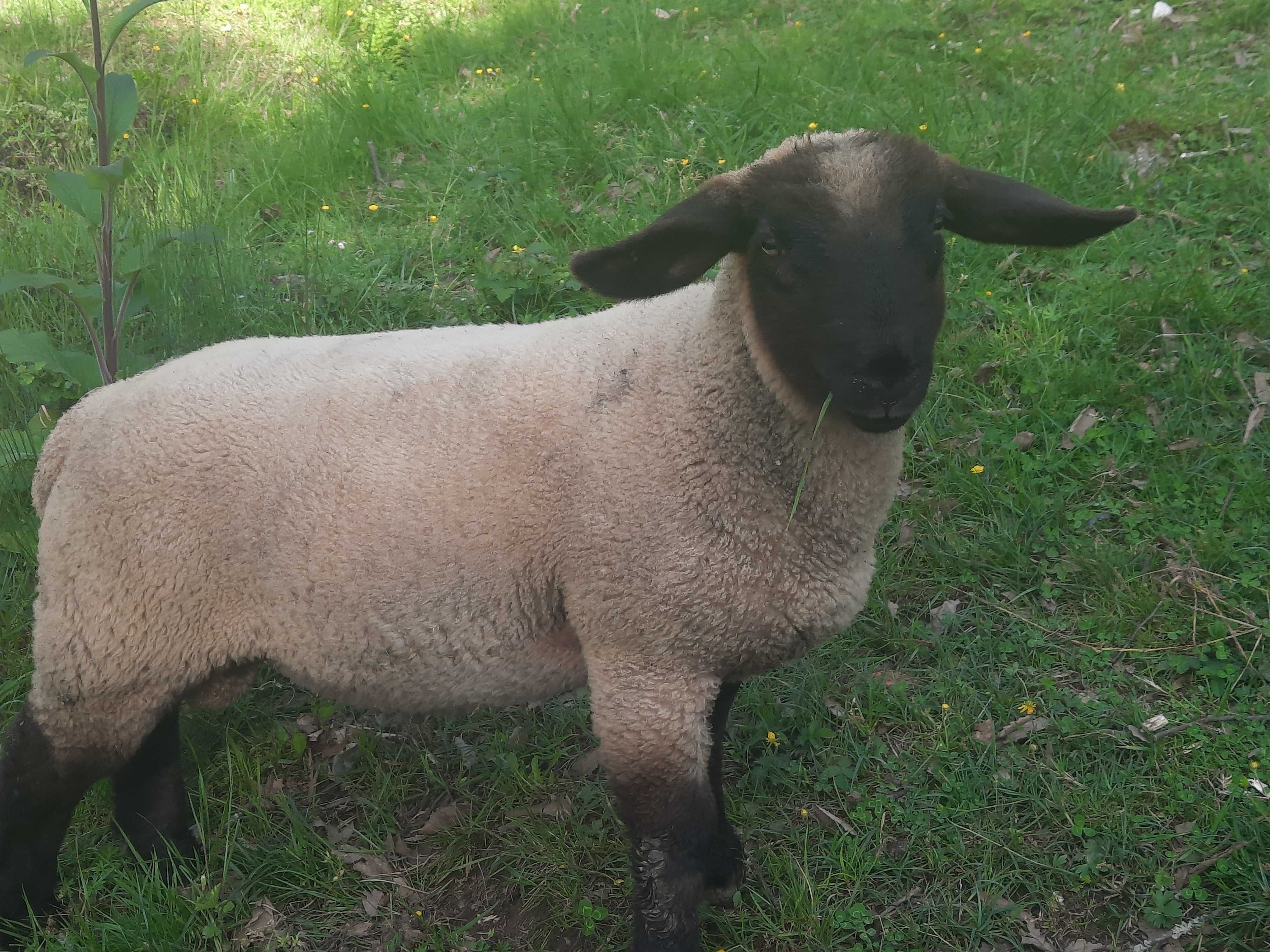 Vendo borregos Suffolk