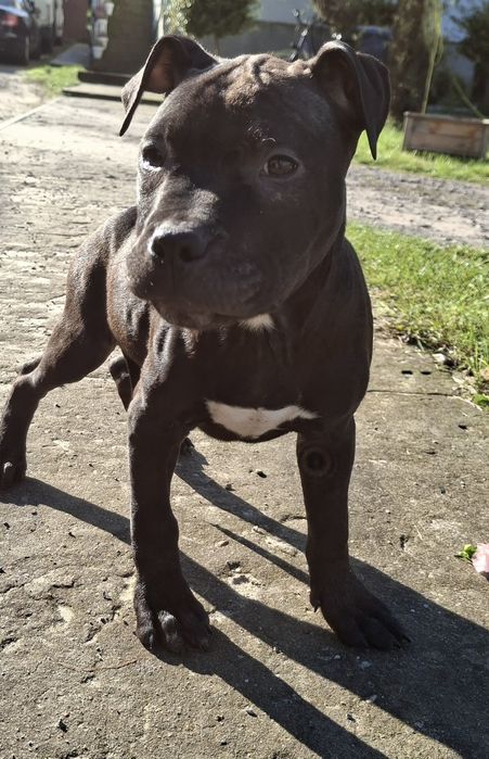 American Pit Bull Terier A.D.B.A