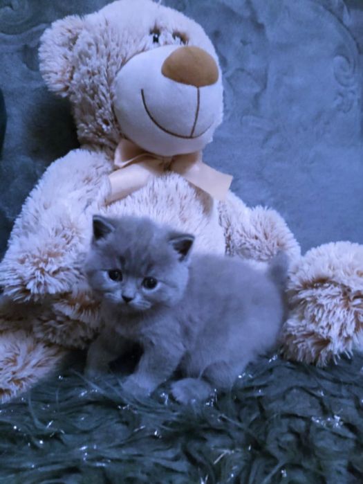 Kocurek Brytyjski niebieski