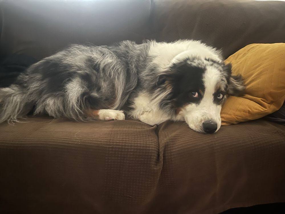 Hospedagem Familiar & Petsitting com Muito A