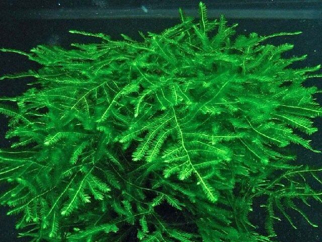 Мох спайки. Акваріумні рослини