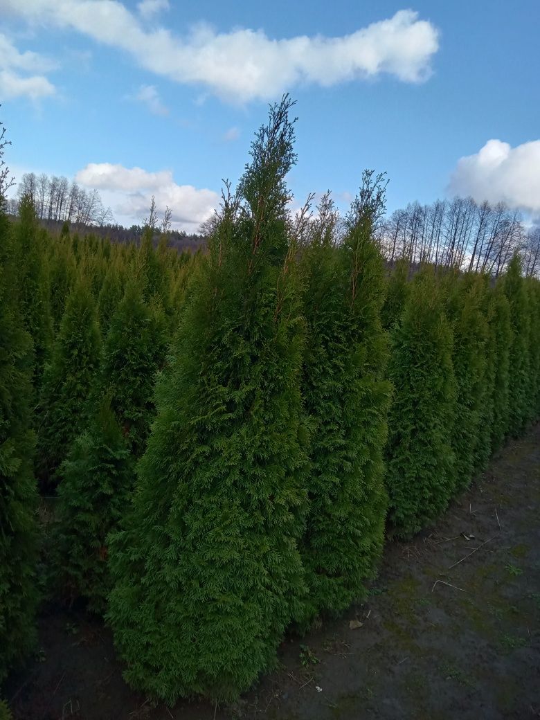 Туя Смарагд 240-250см 1600грн