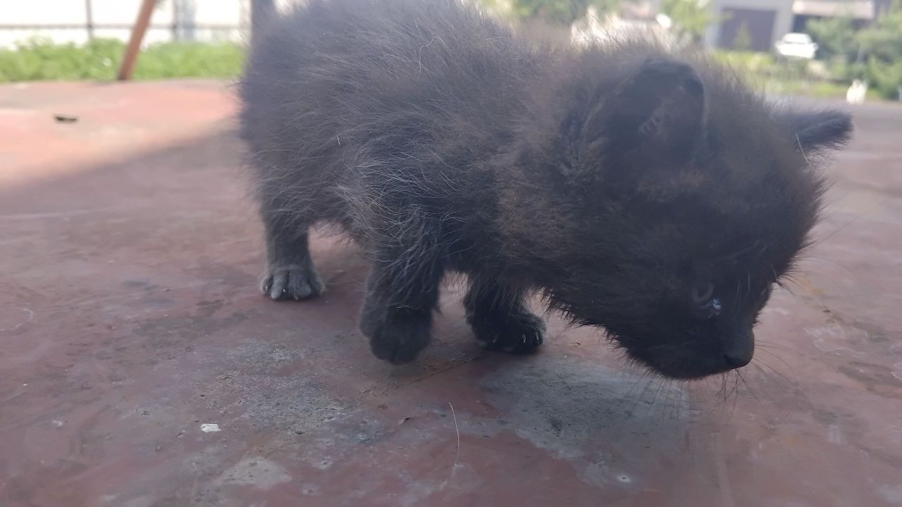 Кошенята безкоштовно