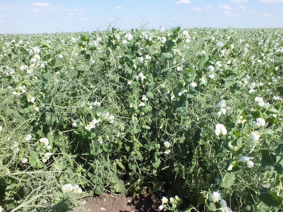 Озимий Горох НС Мороз