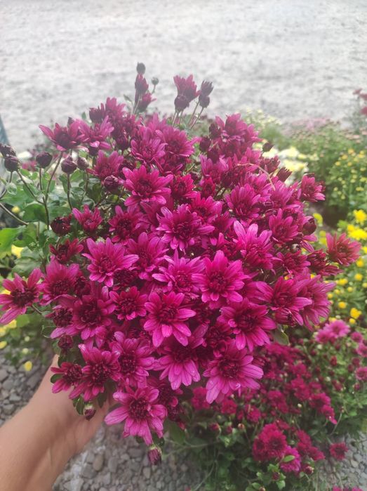 Хризантема мультифлора