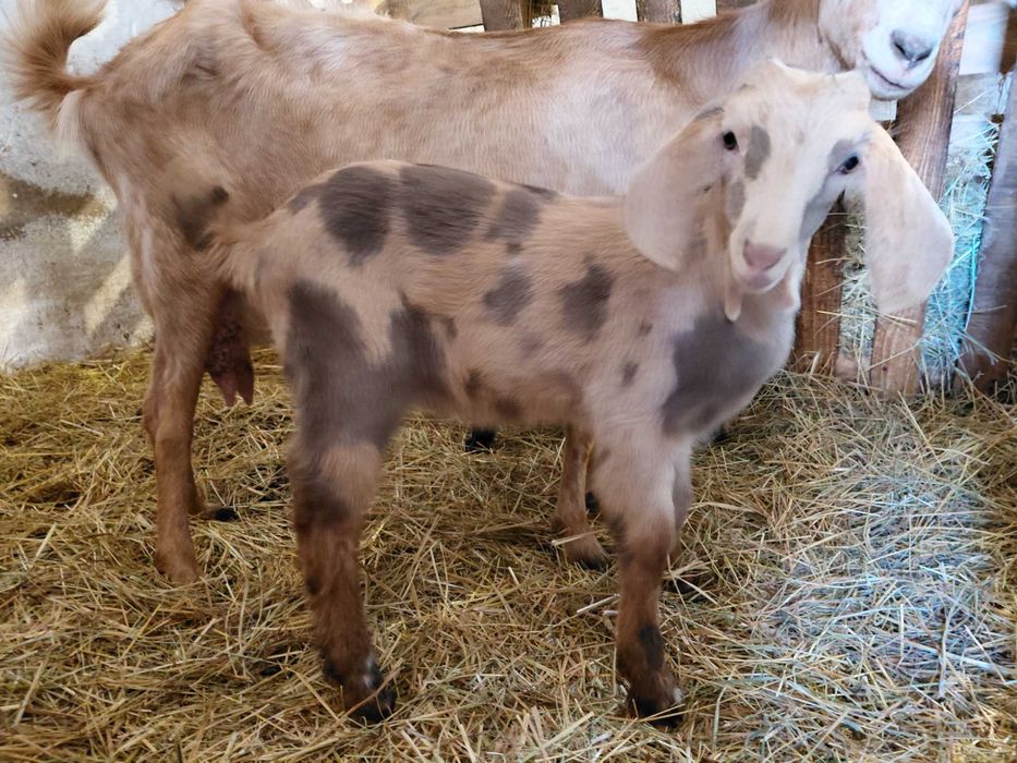 Koźlęta z końca września 2025