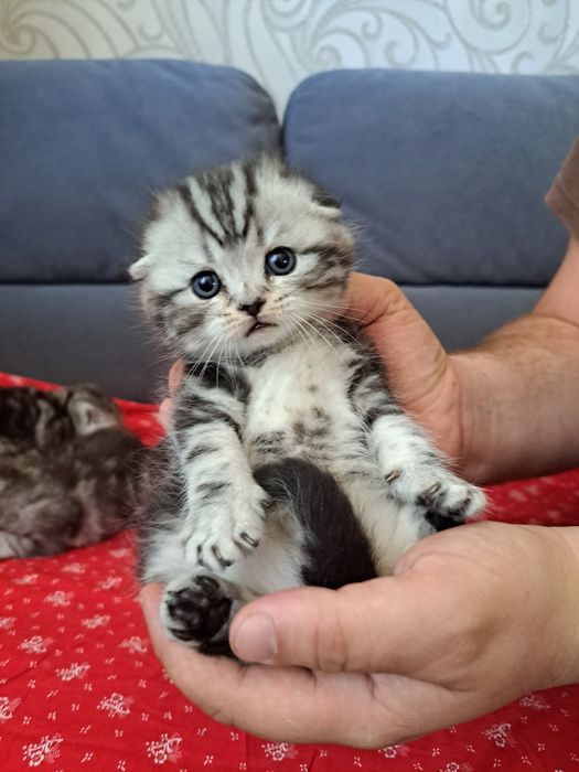 Котята шотландские мраморные