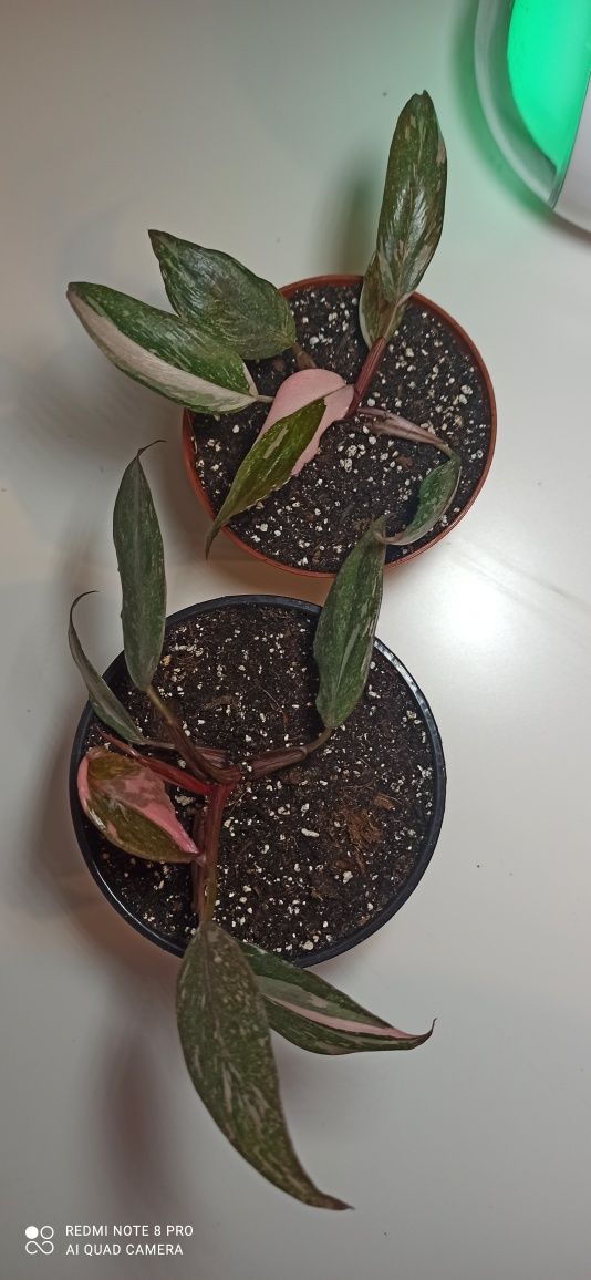 Philidendron pink princes marble