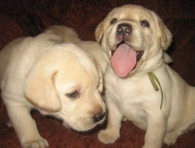 Чистокровні цуценята