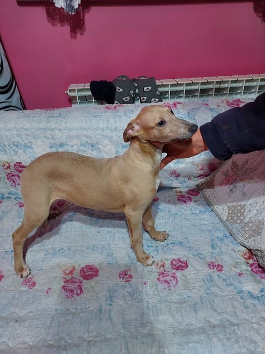 Chart Angielski Whippet piesek