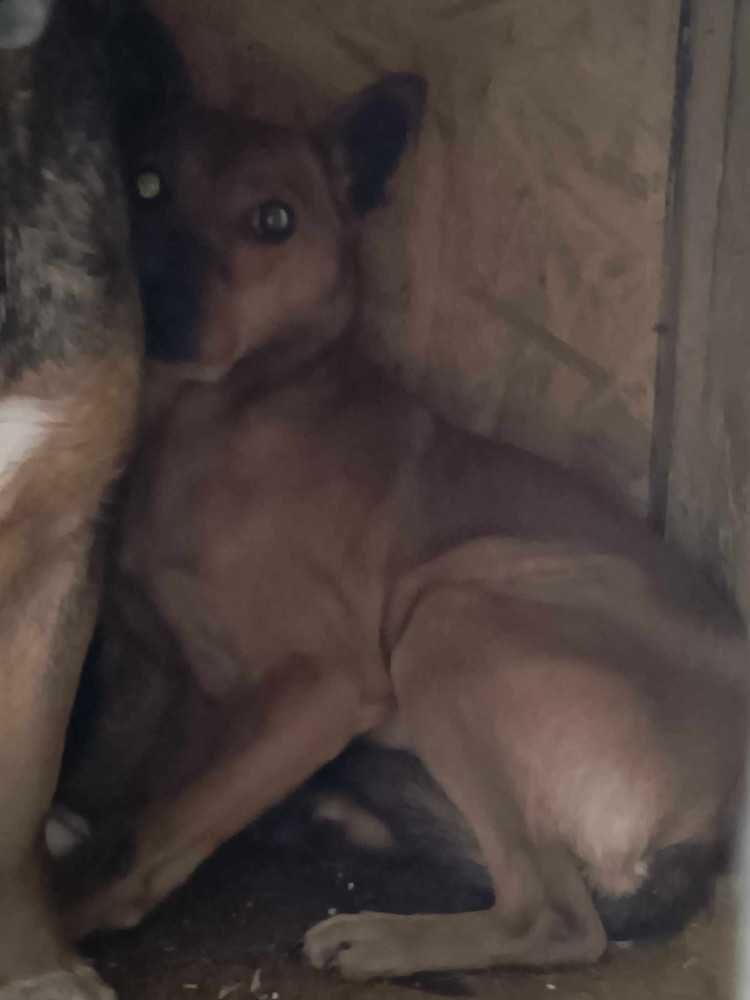 277373 Boza tylko odpowiedzialna adopcja.