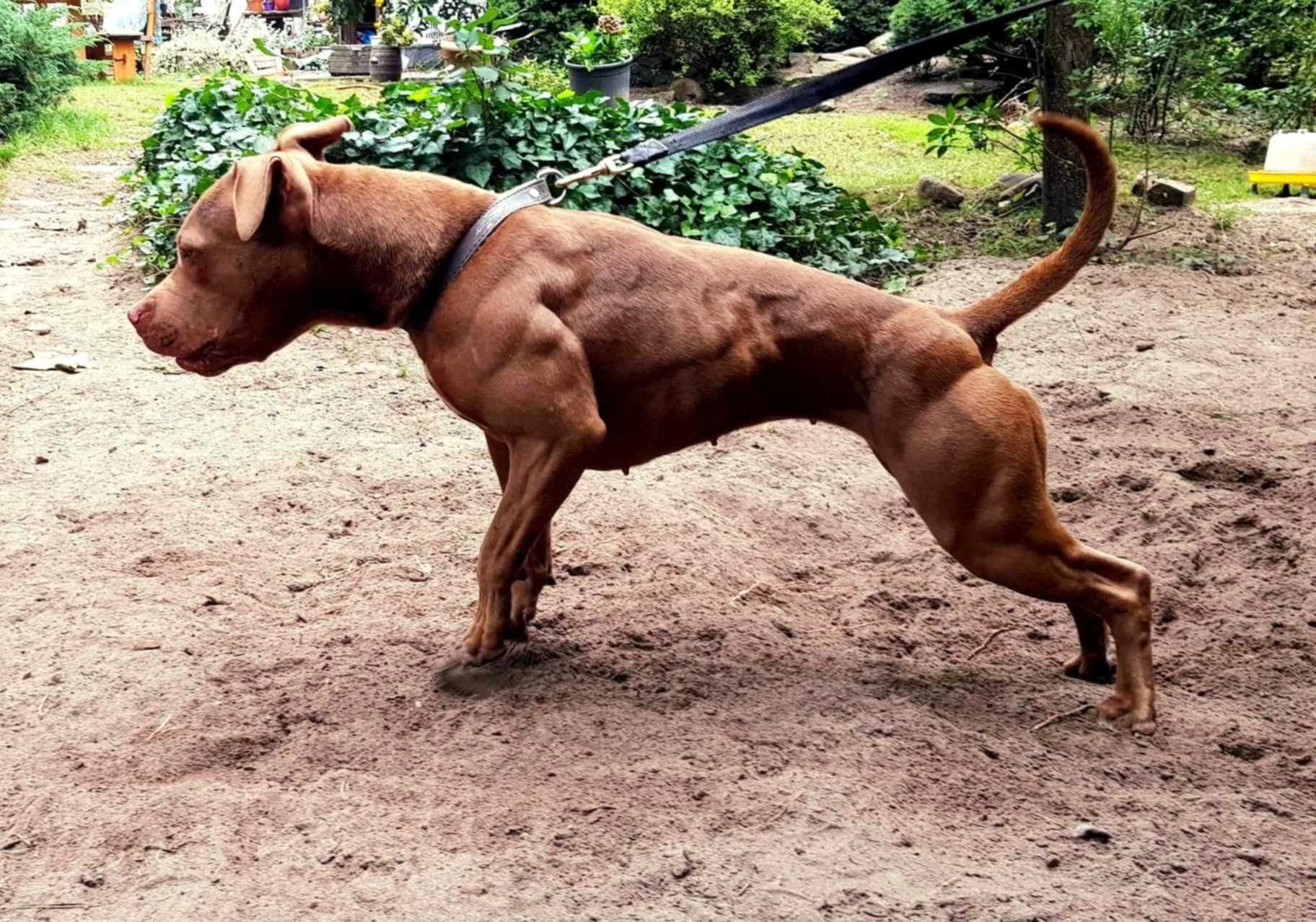 Amerykański pitbull terier