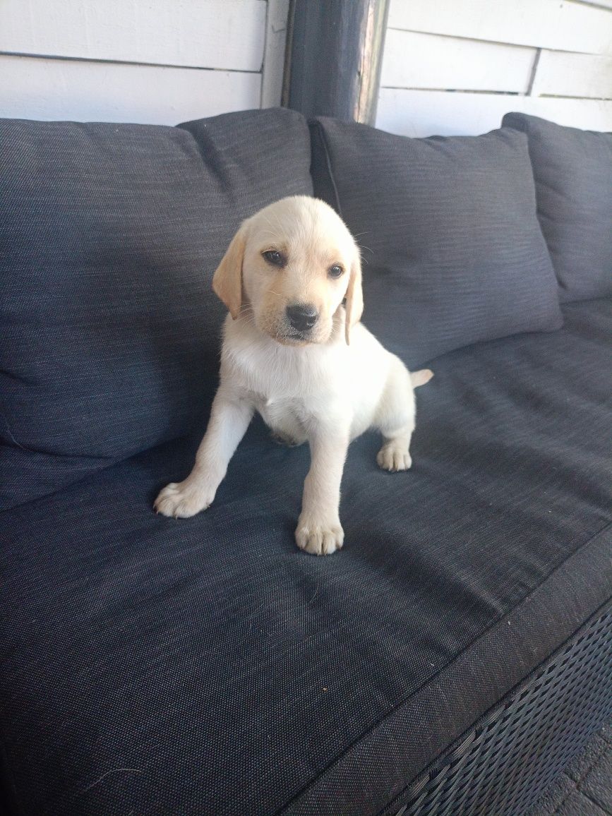Labrador retriever suczka gotowa do odbioru
